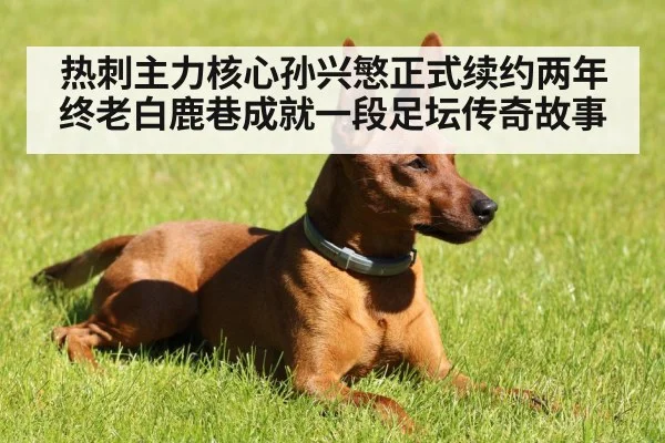 热刺主力核心孙兴慜正式续约两年 终老白鹿巷成就一段足坛传奇故事